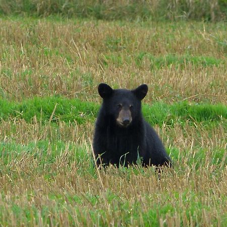 Domaine Le Bostonnais - Le Village En Bois Rond La Tuque Bagian luar foto