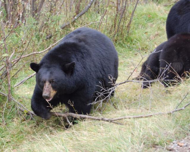 Domaine Le Bostonnais - Le Village En Bois Rond La Tuque Bagian luar foto