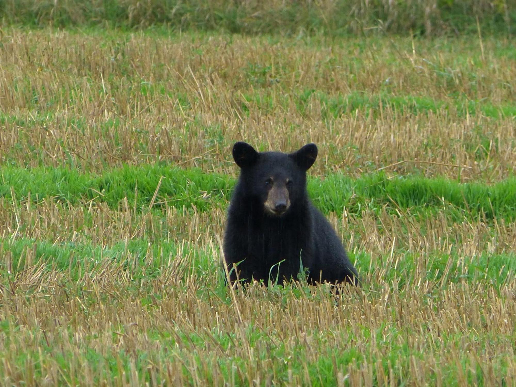 Domaine Le Bostonnais - Le Village En Bois Rond La Tuque Bagian luar foto