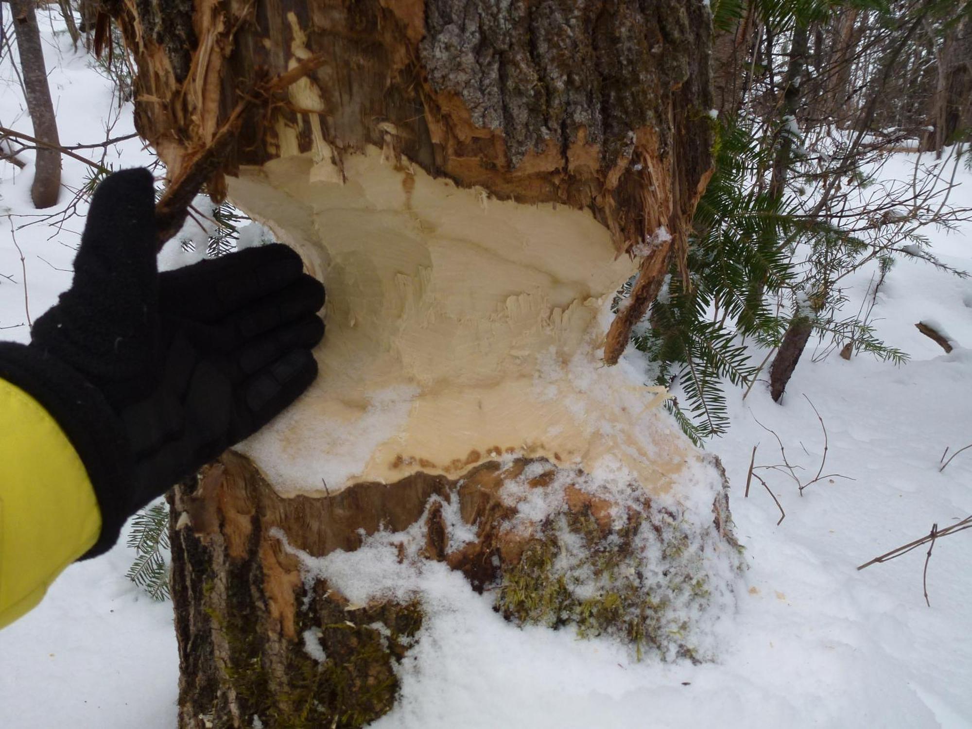 Domaine Le Bostonnais - Le Village En Bois Rond La Tuque Bagian luar foto